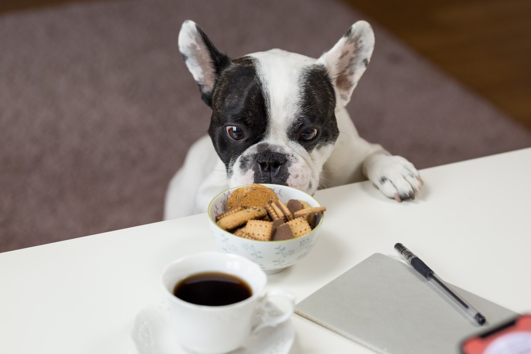 What to look for when evaluating a new pet food brand, as well as some factors that can contribute to its success.