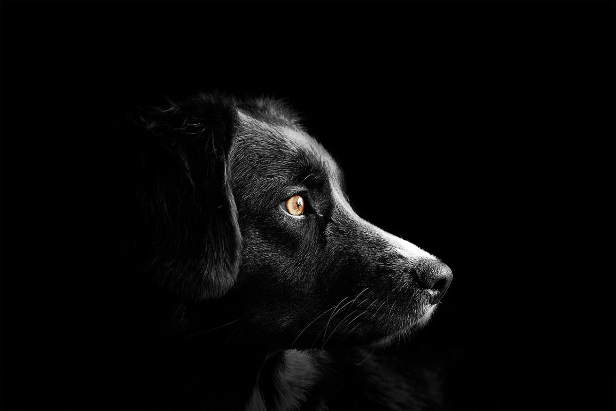 Digital_Marketing_Puppy_Atlas