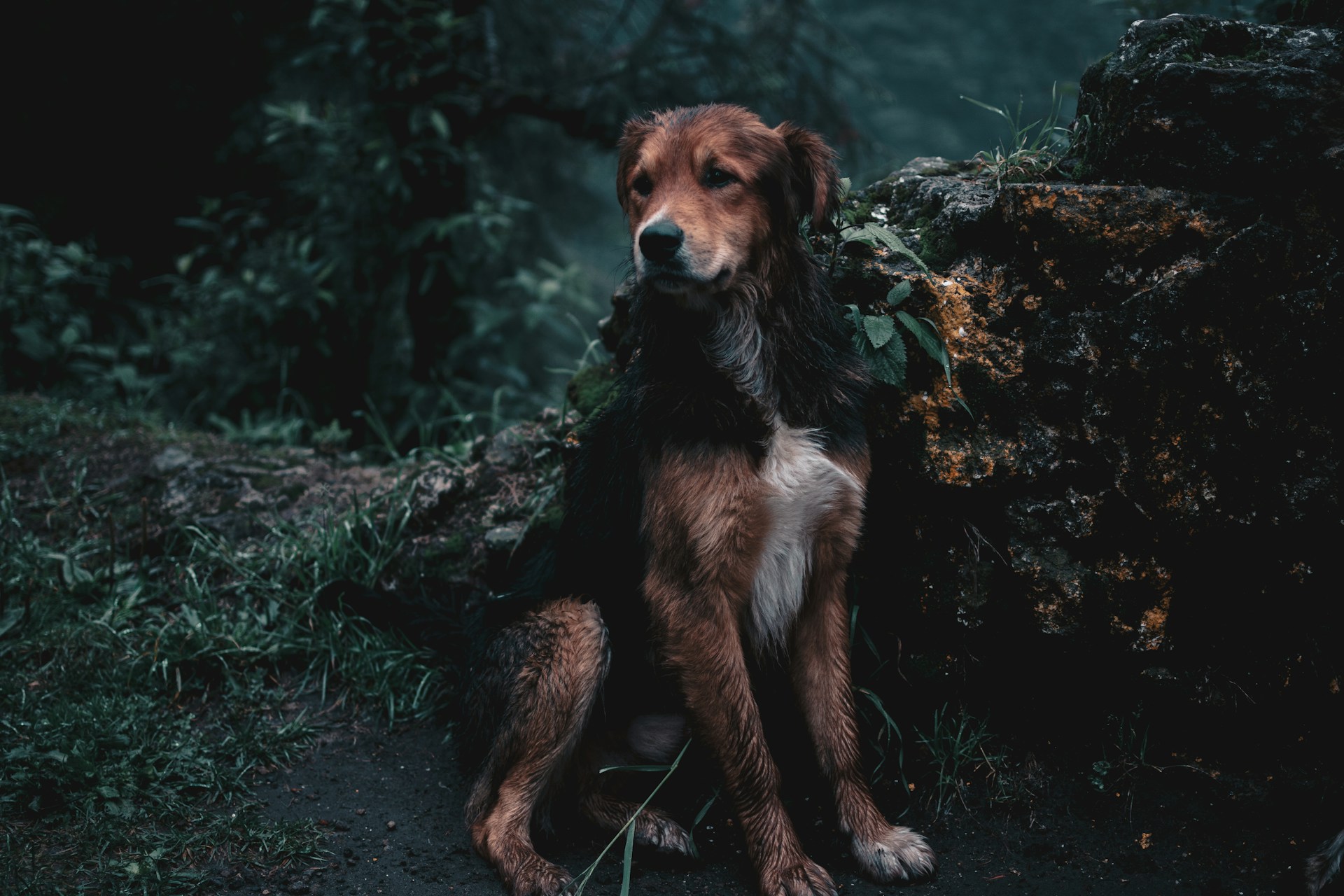 Puppy Atlas Business Consultancy