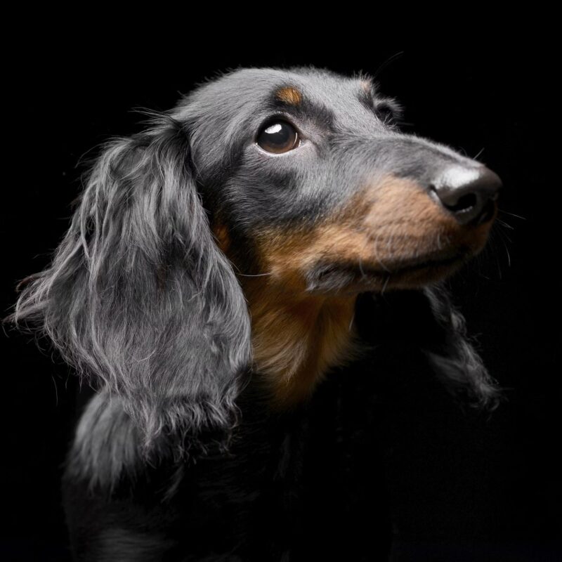Puppy Atlas - Black Dog