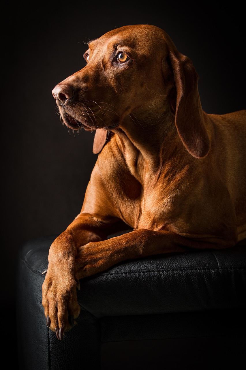 Puppy Atlas 2 Dog portrait
